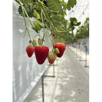 〈shake blog〉いちご狩り～voice  hair(ボイスヘア　東原店)いりえ　しゃけブログ